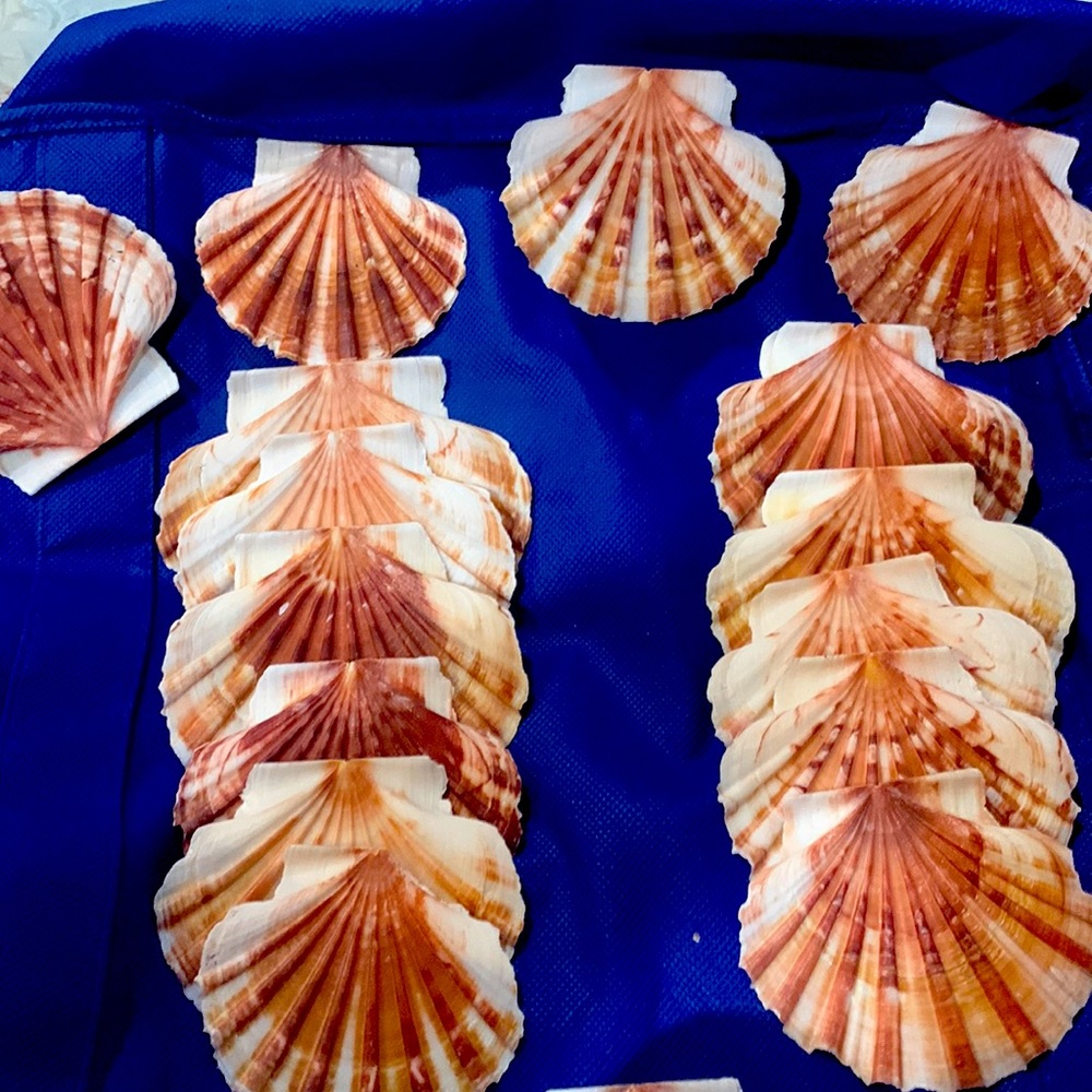 Beautiful scallop seashells for crafts, weddings, home decor!